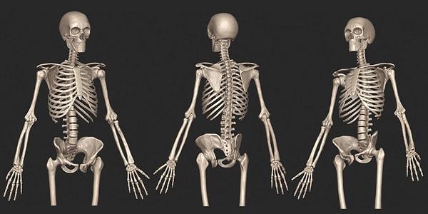 11. İnsanın iskelet sisteminde, en çok kemik hangisinde bulunur?
