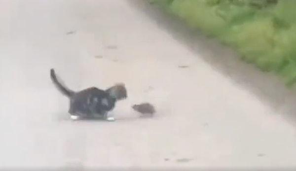 Sosyal medyada paylaşılan görüntülerde yer alan iddiaya göre ise, kedinin başta yemeye çalıştığı fare tarafından sonrasında kovalandığı belirtildi.