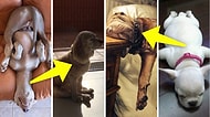 Birbirinden İlginç ve Komik Pozisyonlarda Uyumayı Başaran Köpeklerin Sizi Güldürecek 50 Fotoğrafı