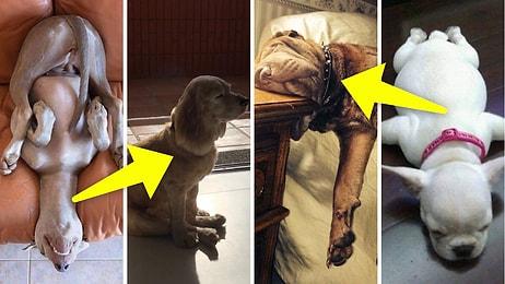 Birbirinden İlginç ve Komik Pozisyonlarda Uyumayı Başaran Köpeklerin Sizi Güldürecek 50 Fotoğrafı