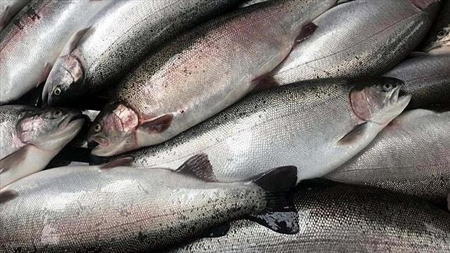 Le saumon sauvage est naturellement de couleur rose car il se nourrit de crevettes et de krill, mais le saumon d'élevage est gris.