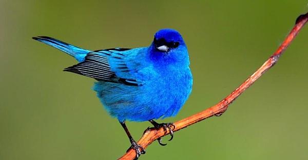 6- Kuşlar, tüylerinin rengini yedikleri besinlerden alır ve Amerika’ya özgü olan ‘mavi kuş’ aslında mavi değil!