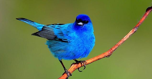 6- Les oiseaux tirent la couleur de leurs plumes de la nourriture qu'ils mangent, et 