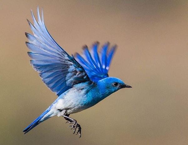 Anlayacağınız bizim gördüğümüz mavi renk, kuşların tüylerindeki keratine yansıyan ışıktan kaynaklanıyor.