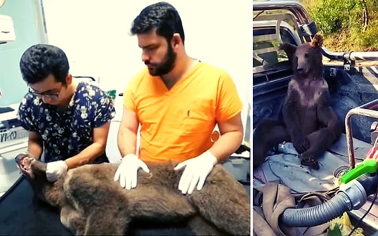 В лесах Турции был найден пьяный медвежонок, который наелся галлюциногенного "безумного меда"