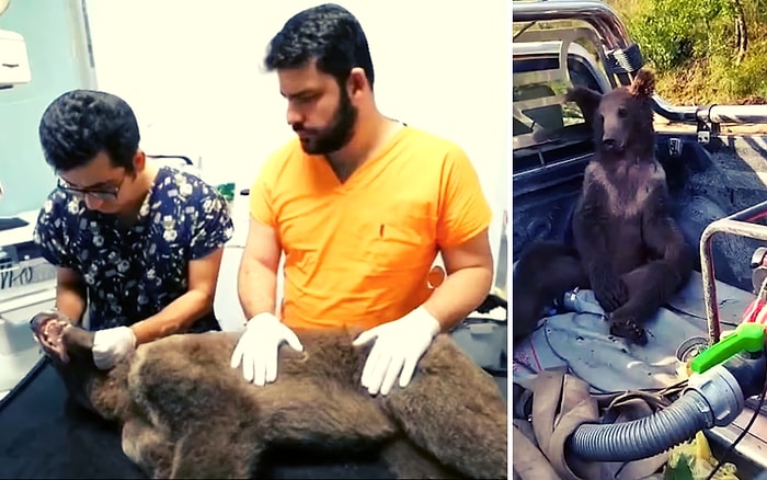 В лесах Турции был найден пьяный медвежонок, который наелся галлюциногенного "безумного меда"