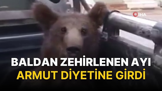 Baldan Zehirlenen Ayı Armut Diyetine Girdi