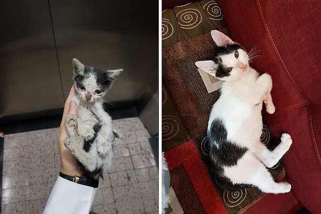 10. Ce chat mignon est si heureux maintenant !