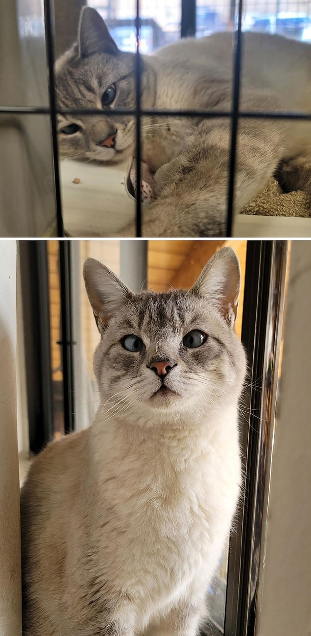 13. Avant et après l'adoption d'un chat qui louche :
