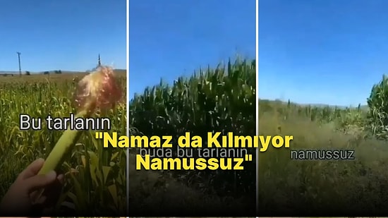 Mısırların Komşusunun Tarlasındakilerden Kısa Kalmasına İsyan Eden Adam: 'Namaz da Kılmıyor Namussuz'