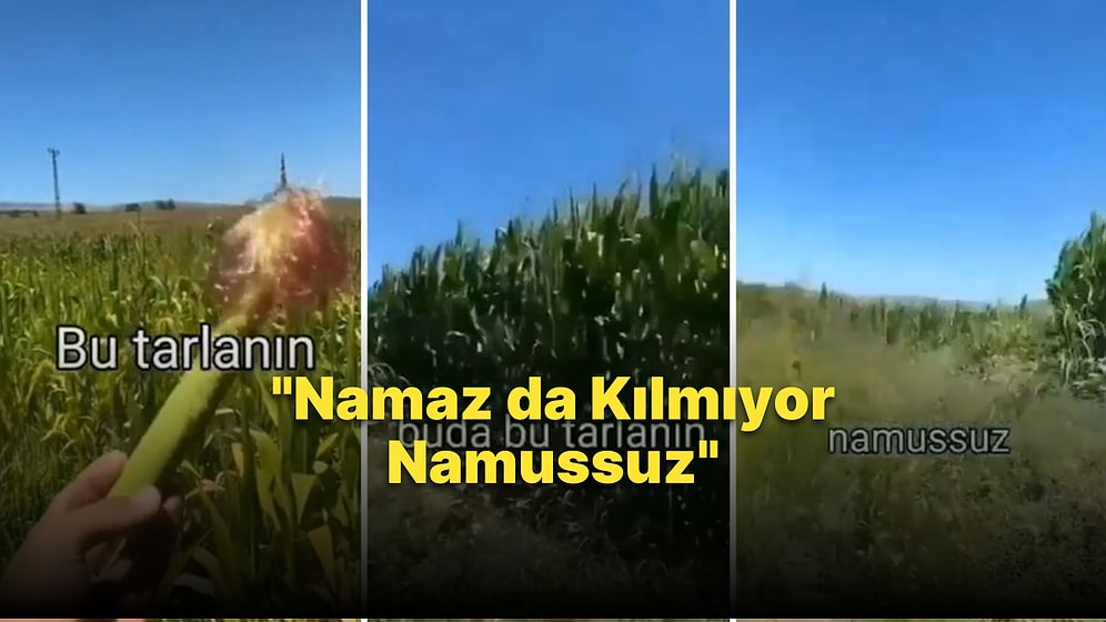 Mısırların Komşusunun Tarlasındakilerden Kısa Kalmasına İsyan Eden Adam: 'Namaz da Kılmıyor Namussuz'