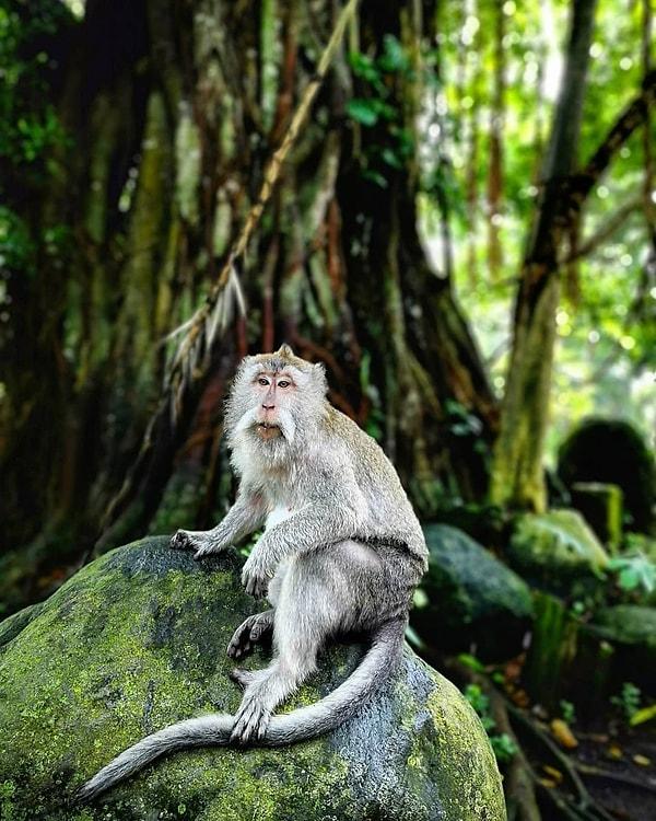 Bilim insanları geçtiğimiz günlerde Bali'nin merkezinde bulunan Ubud'daki Kutsal Maymun Ormanı Mabedi'nde hiç de beklemedikleri bir maymun davranışı işe karşılaşmışlar.