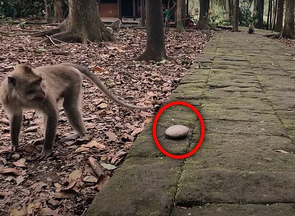 Araştırmaya göre mabeddeki erkek maymunlar penislerine taşla vurmayı ve sürtünmeyi çok seviyorlar ancak daha önce hiç bu yolla boşalmamışlar.
