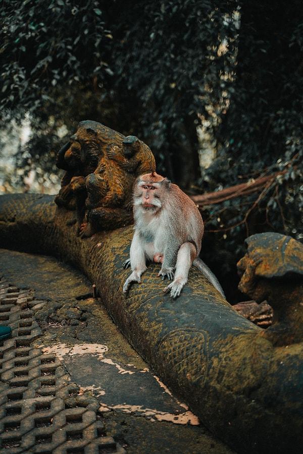 Öte yandan incelenen dişi makak maymunları ise uyarılmak için genital bölgelerinin alt kısımlarına taş itiyorlar.