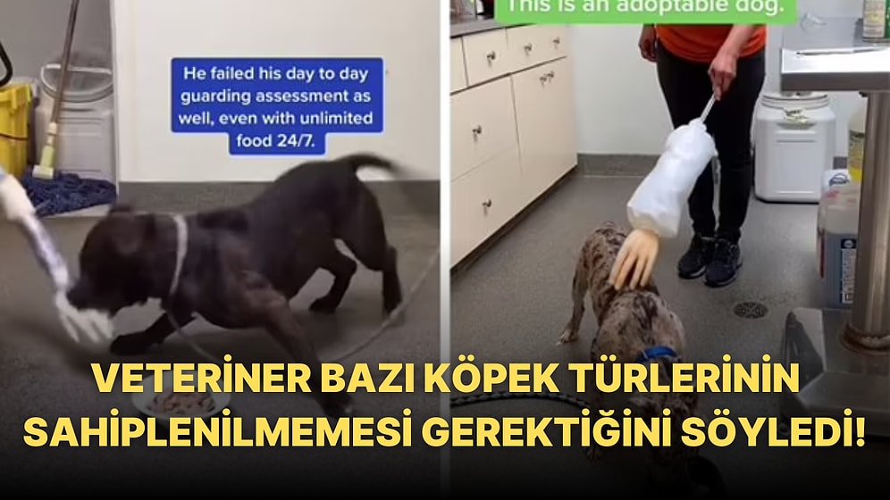 Bir Köpeğin Ne Kadar Saldırgan Olduğunu ve Sahiplenmeye Uygun Olup Olmadığı Test Eden Veteriner