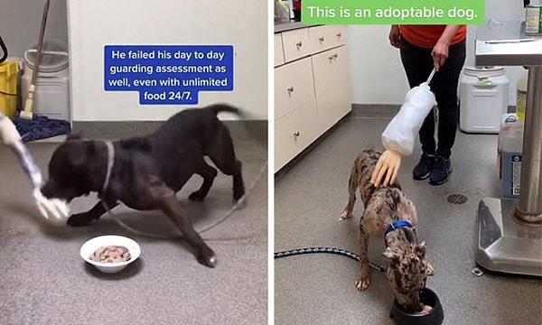 Amerikalı bir veteriner, bir köpeğin tehlikeli olup olmadığını göstermek için yaptığı testi paylaştı.
