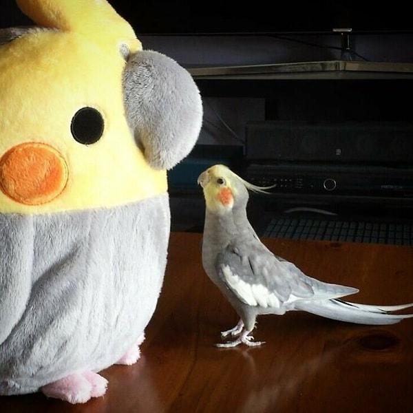 7. Oyuncakla arkadaş olmak isteyen bir papağan: