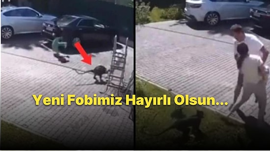 Sokakta Oynayan Çocuğu Kaçırmaya Çalışan Maymun
