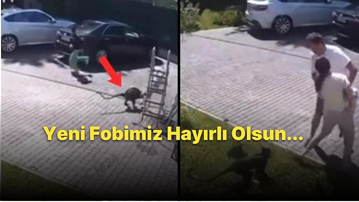 Sokakta Oynayan Çocuğu Kaçırmaya Çalışan Maymun