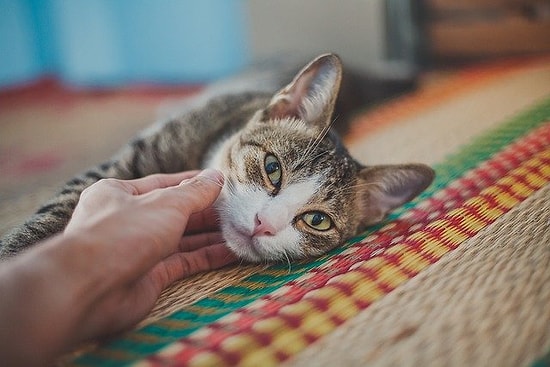 Evde Kedi Beslemek ve Kedi Bakımı Hakkında Bilmeniz Gereken Her Şey