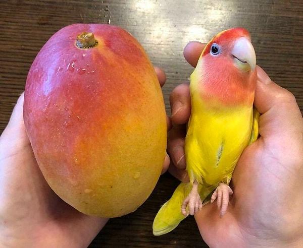 33. Mango papağan 😂