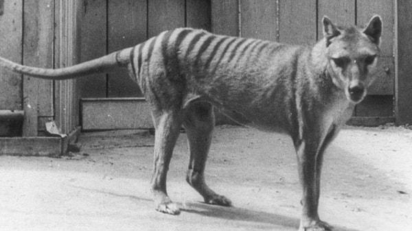 Tazmanya kaplanı nüfusu, Avustralya’ya insanların ulaşmasıyla azalmaya başlamıştı. Son Tazmanya kaplanı, 1936’da bir hayvanat bahçesinde hayatını kaybetmişti.