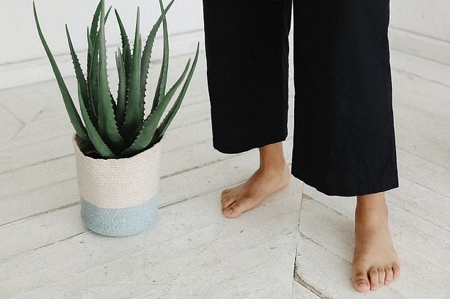 Ayak topuklarında oluşan çatlaklar için Aloe vera.