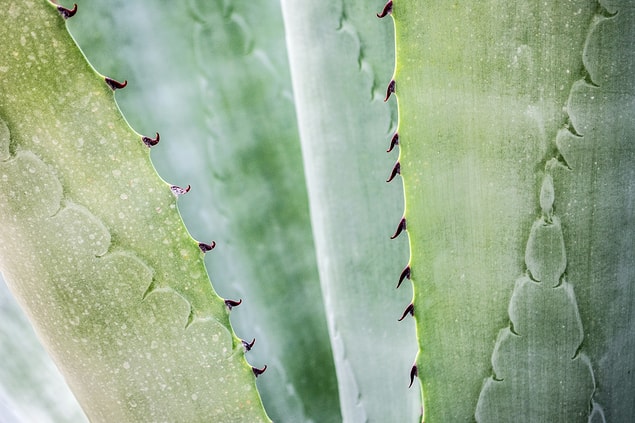 Saç sorunlarına Aloe vera şifası.