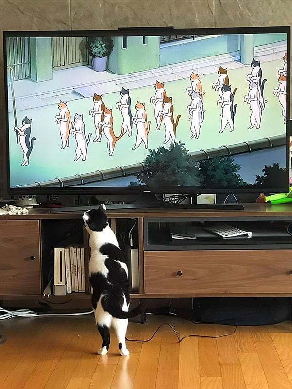 6. Televizyondaki kediler ilgisini çekmiş anlaşılan: