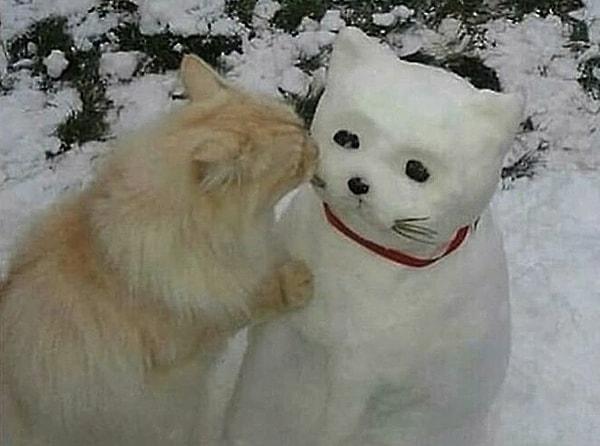 37. Kardan kediye öpücük konduran bir kedi: