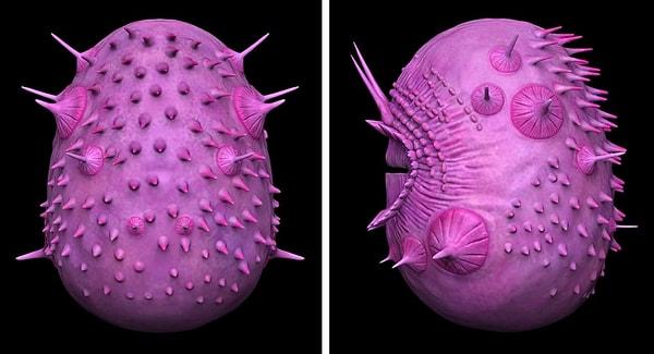 Saccorhytus'un soyunun gerçek hikayesi, bu minik fosilin mikroskobik iç ve dış özelliklerinde yatıyor.