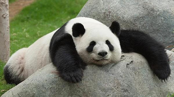 3. Pandalar artık nesli tükenen hayvanlardan biri değil ve vahşi doğada kaplan popülasyonunun sayısı gittikçe artıyor!