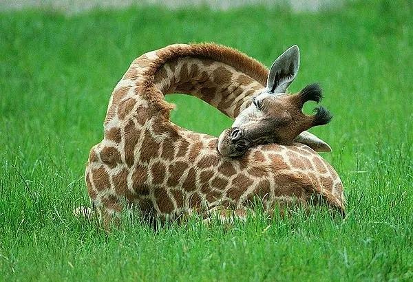 13. Dişi zürafalar 15 ay hamile kalıyor.
