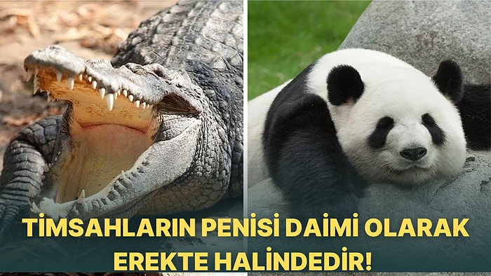 Daha Önce Hiç Duymadığınızı İddia Ettiğimiz Hayvanlara Karşı Bakış Açınızı Tamamen Değiştirecek 22 Gerçek