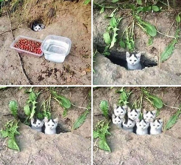 5. И все котята похлопали за навыки графического дизайна