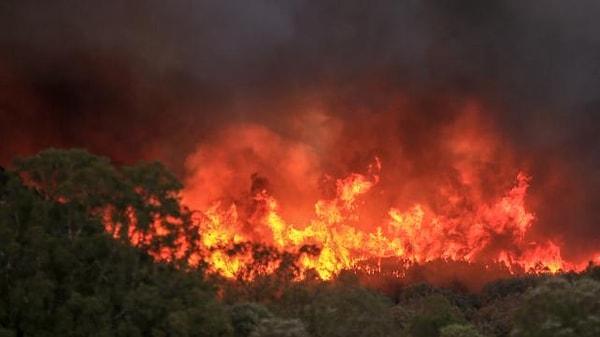 4 bin hektarlık alan yandı
