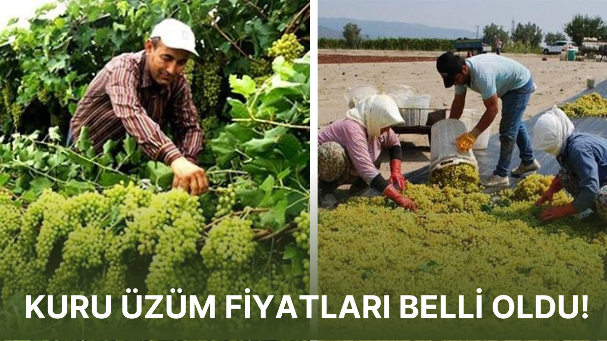 Çekirdeksiz Kuru Üzüm Fiyatları Sonunda Belli Oldu Cumhurbaşkanı
