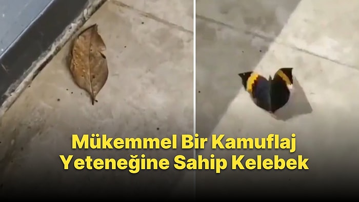 Kanatları Kapalıyken Kuru Bir Yaprağa Benzeyen Kelebeğin Kamuflaj Yeteneğine Hayran Kalacaksınız