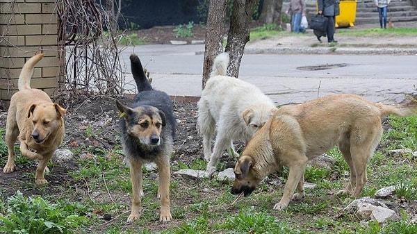 Sokak köpeklerinin hayatını tehdit eden Havrita uygulamasının kapanması gerektiği vurgulandı.