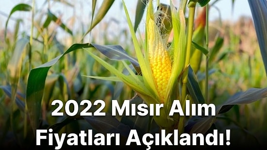 Mısır Alım Fiyatları Belli Oldu! 2022 Mısır Fiyatları Ne Kadar?