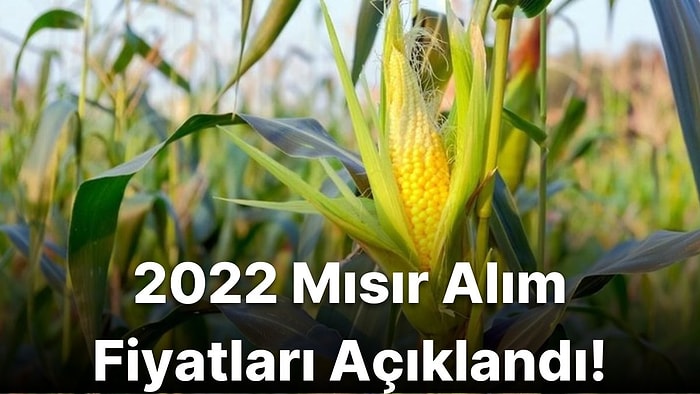 Mısır Alım Fiyatları Belli Oldu! 2022 Mısır Fiyatları Ne Kadar?