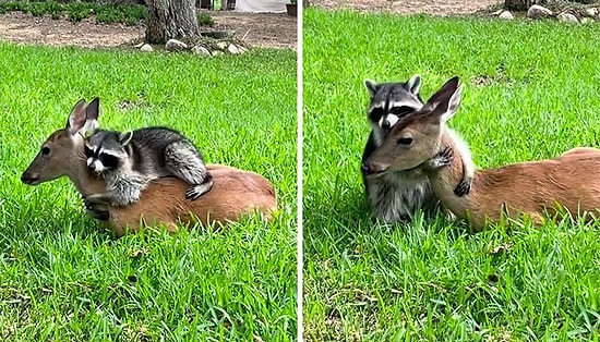 Видео, на котором енот обнимает олененка, который потерял маму, стало виральным в Сети