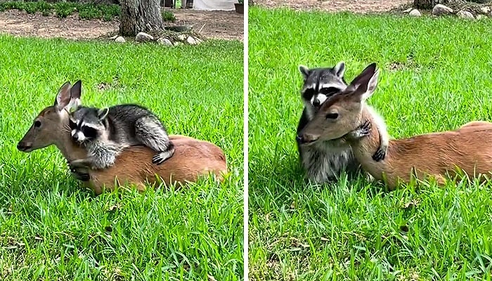 Видео, на котором енот обнимает олененка, который потерял маму, стало виральным в Сети