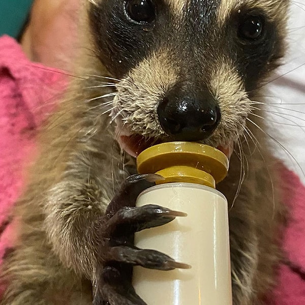 2-3-недельное существо было брошено во время ливня. Кэрри решила взять его к себе и вылечить, а также предложить ему новый дом.