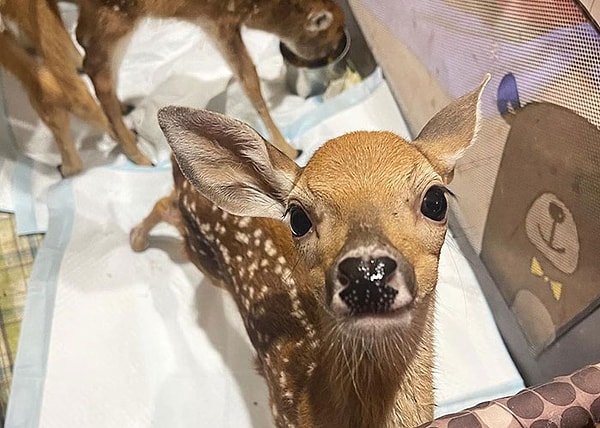 Эти двое будут расти вместе, хотя темпы роста у разных видов немного различаются.