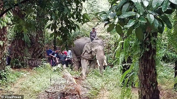 Ayrıca filin bakıcısı olan Wonfaed'in babası, Tayland’daki Khok Charoen bölgesinin eski belediye başkanı Thawon Wongfaed.