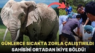 Tayland'da 4 Gün Boyunca Durmaksızın Çalıştırılan Fil Aşırı Sıcaktan Bunalınca Sahibini Ortadan İkiye Böldü!