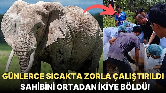 Tayland'da 4 Gün Boyunca Durmaksızın Çalıştırılan Fil Aşırı Sıcaktan Bunalınca Sahibini Ortadan İkiye Böldü!