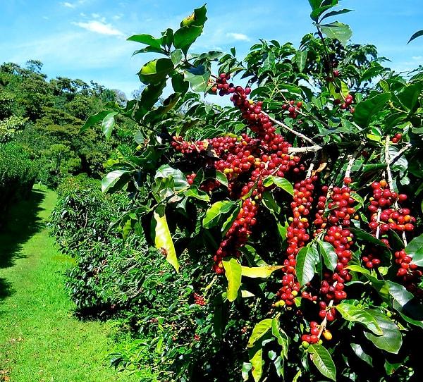 Marape, daha fazla ihracat geliri sağlamak için kahve endüstrisinin canlandırılması gerektiğini söyledi.