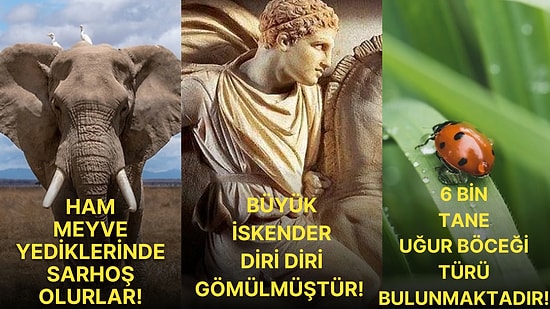 Öğrendiğiniz Andan İtibaren Bilgi Havuzunda Boğulacağınız Birbirinden İlginç Kültürel Gerçekler